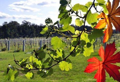 The Vines & 4*